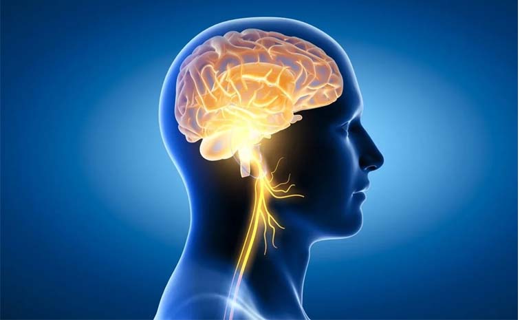 brain3.jpg