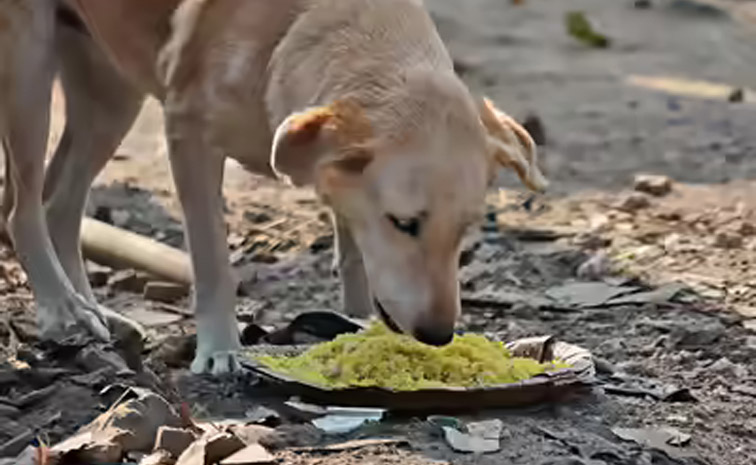 dog-main.jpg