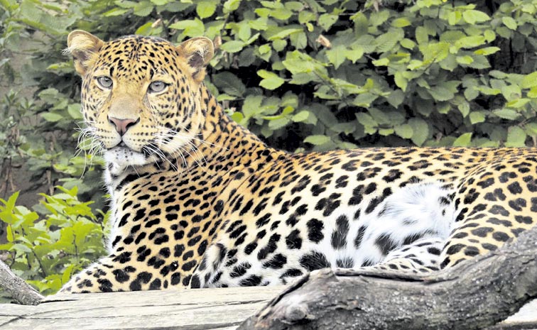 Leopards.jpg