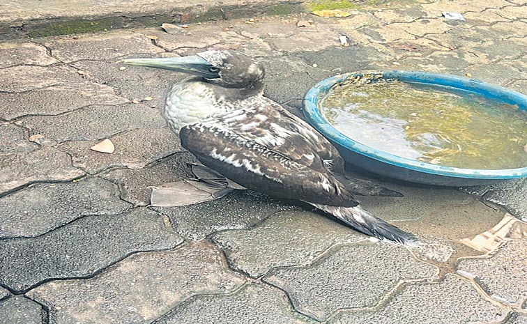 MASKED-BOOBY-BIRD.jpg