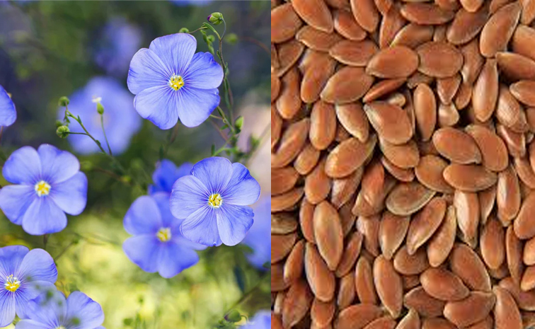 flaxseeds.jpg