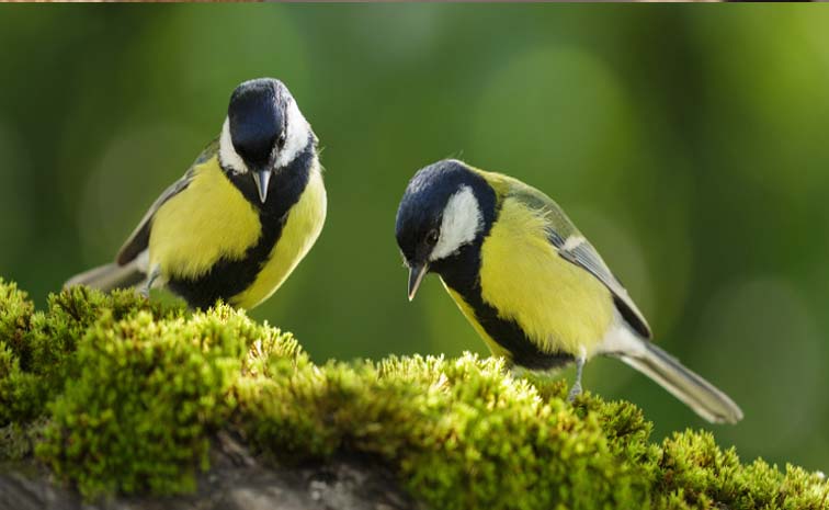 birds.jpg
