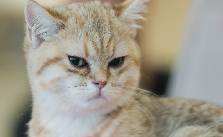 cat2.jpg