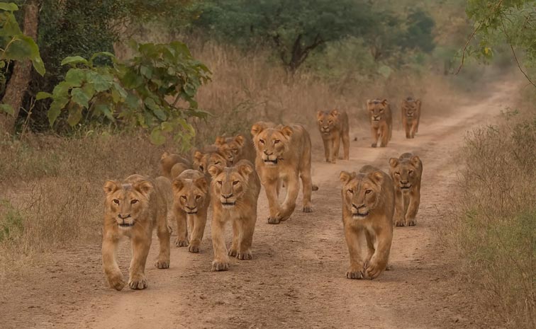 lion.jpg
