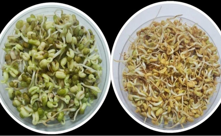 seeds.jpg