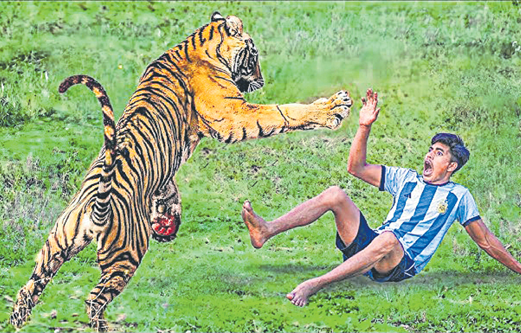 tiger.jpg