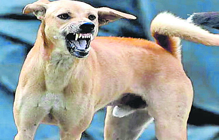 dog_0.jpg