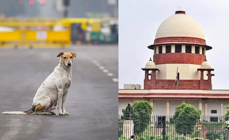 stray_20dog__20supreme_20court.jpg