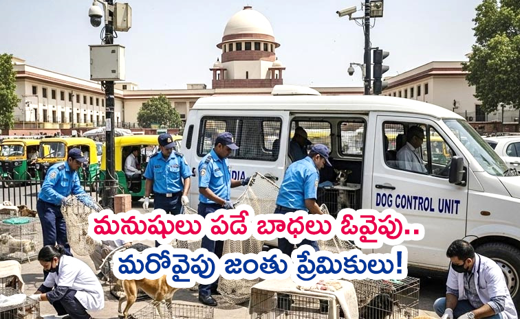 Stray-Dogs-Row.jpg