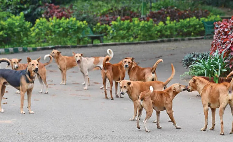 dog.jpg
