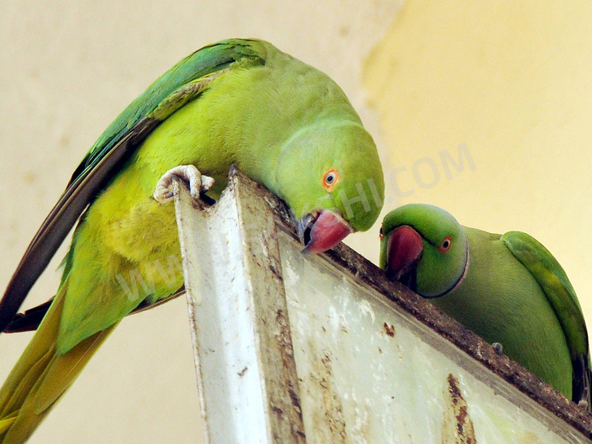 World-Photography-Day-2025-Special-Photos-in-Sakshi_-_2818_29.jpg 18