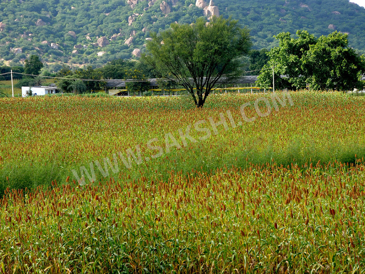 World-Photography-Day-2025-Special-Photos-in-Sakshi_-_2819_29.jpg 19