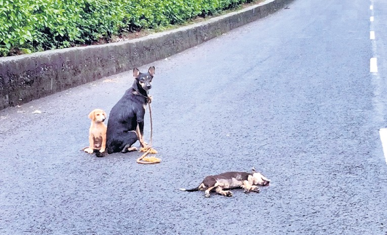 street_20dog.jpg