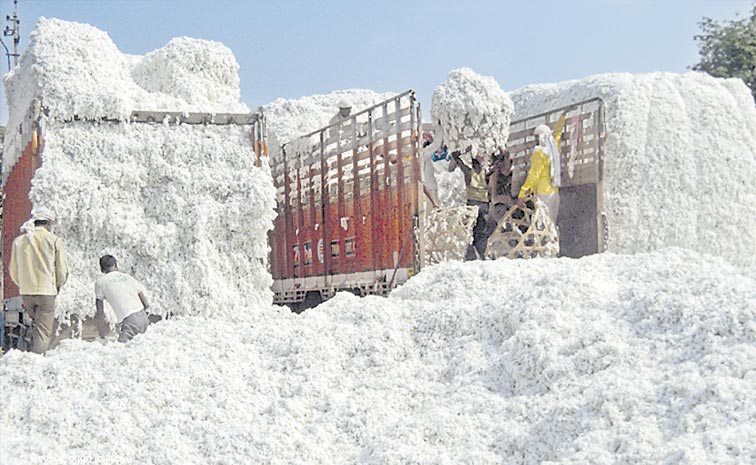 COTTON-IMPORTS1.jpg