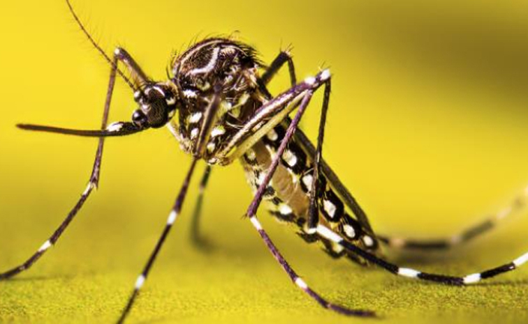 worldmosquitoday.jpg