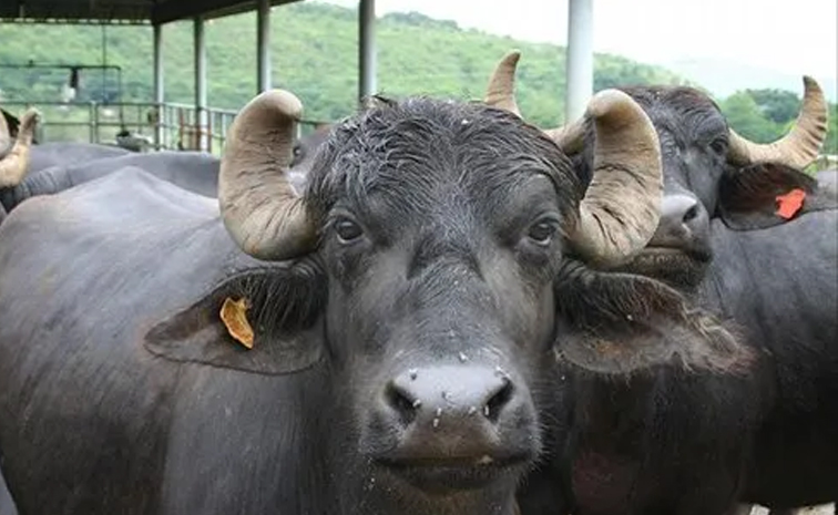 buffaloes-director.jpg