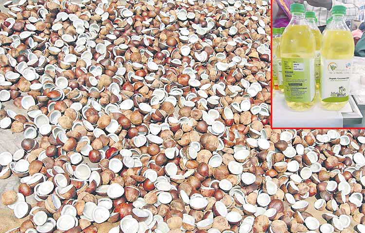 coconut.jpg