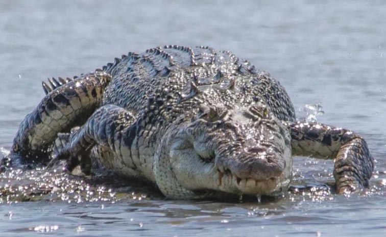 crocodiles1.jpg