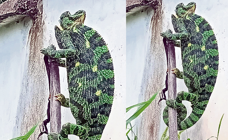 Chameleon.jpg