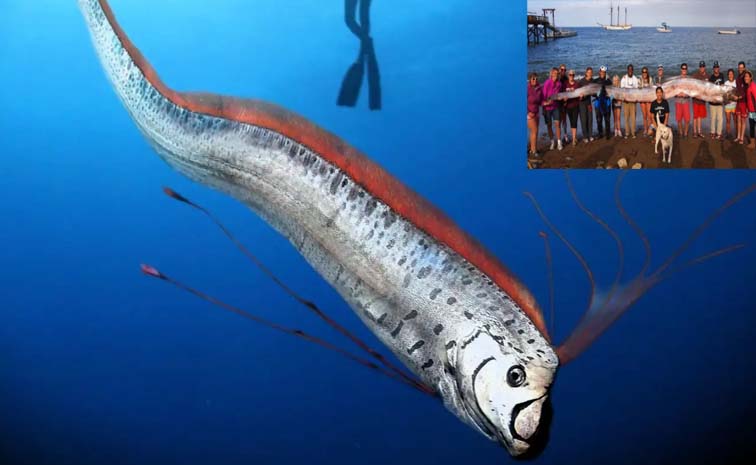 Fish.jpg