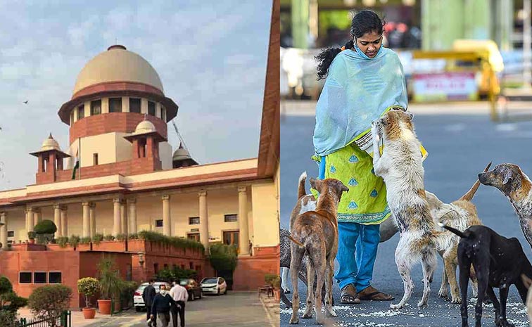 SC_Stray_Dog_Case.jpg