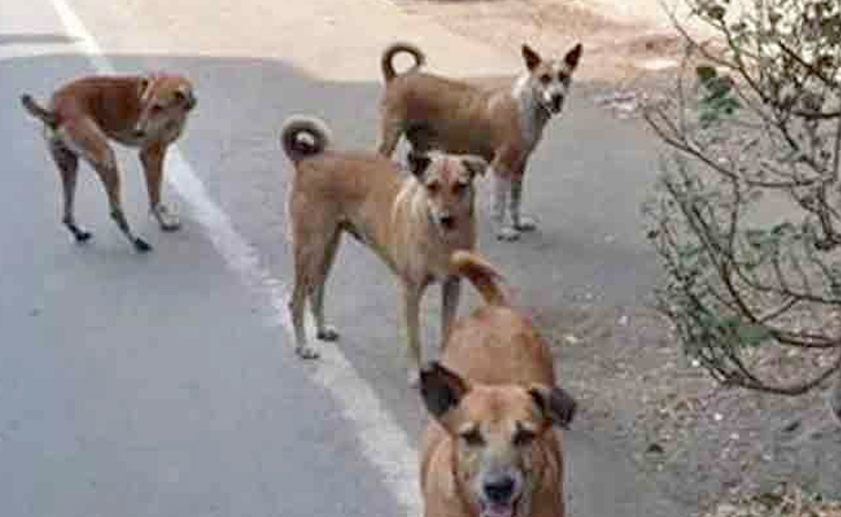 dogs1.jpg