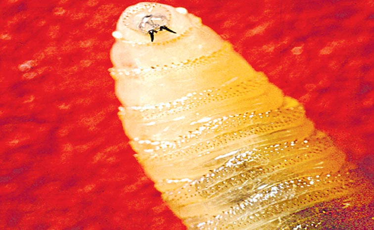 250820251129-SCREWWORM.jpg