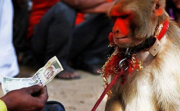 Monkey_News.jpg