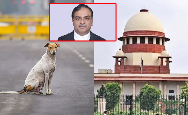 justice_20vikram_20nath_stray_20dogs.jpg