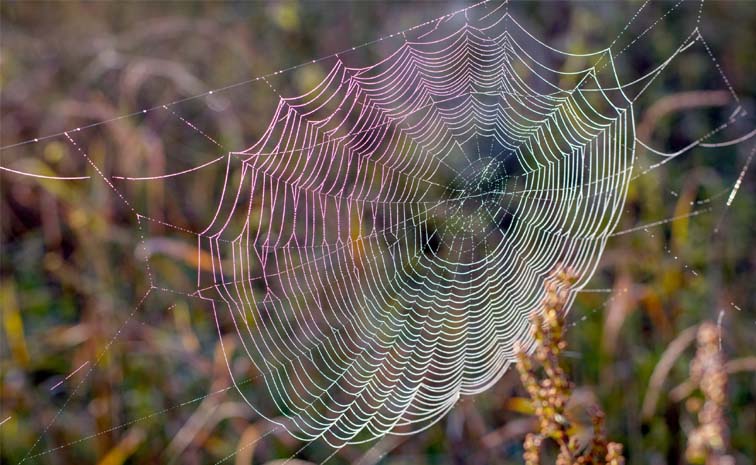 spider.jpg