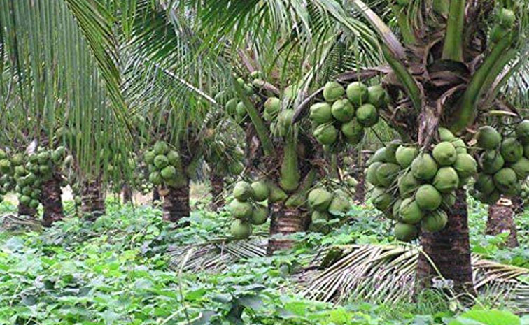 coconut-main.jpg