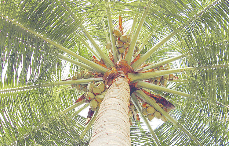 coconut.jpg