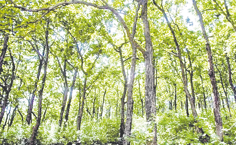 FOREST-16.jpg