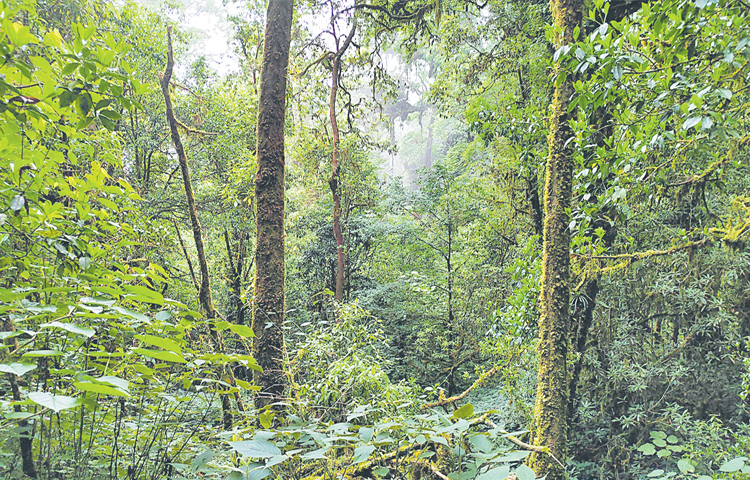 forest.jpg