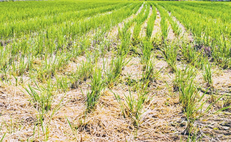 RICE-PADDY--516464779.jpg