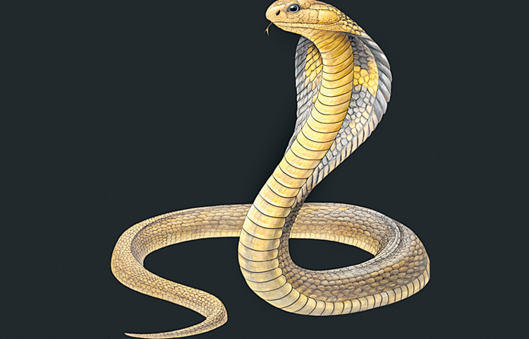 snake.jpg
