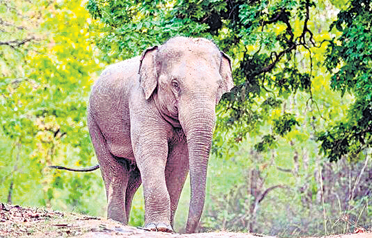 eelephant.jpg