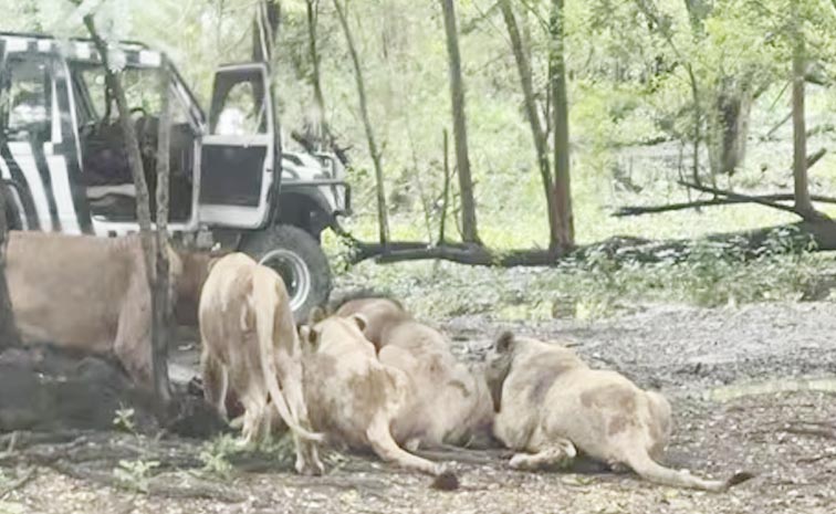 Thailand_Zoo_Lions_News.jpg