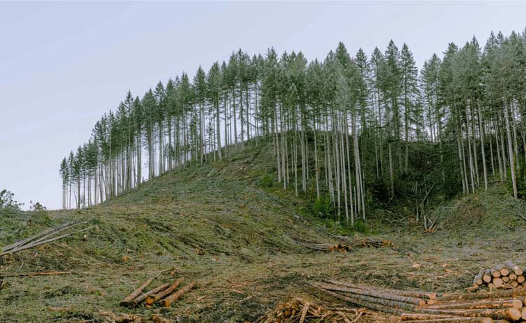 Tree.jpg