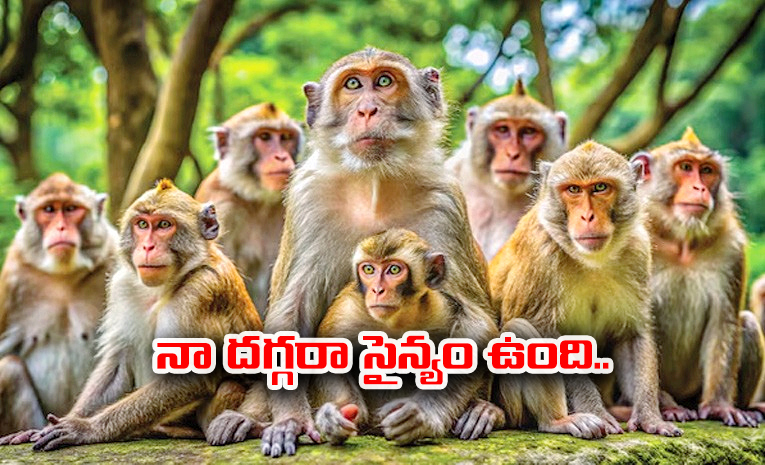 Monkey.jpg