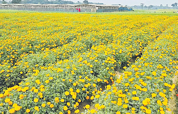 floweres.jpg