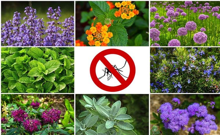 plants.jpg