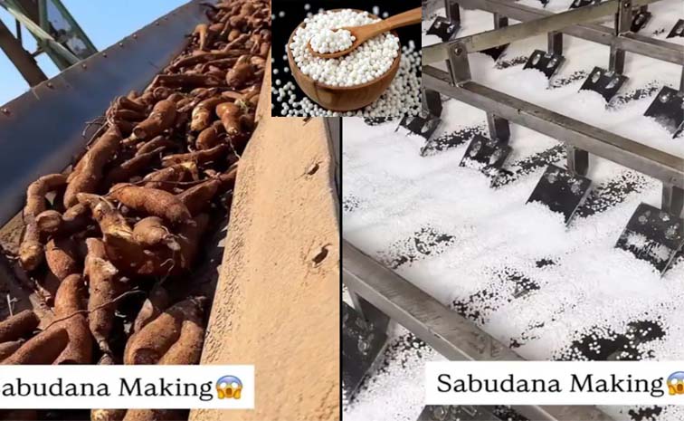 saggu.jpg