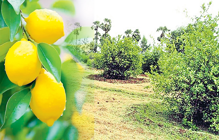 lemons.jpg