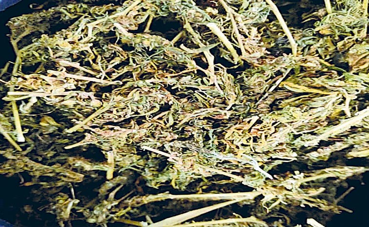 GANJA.jpg
