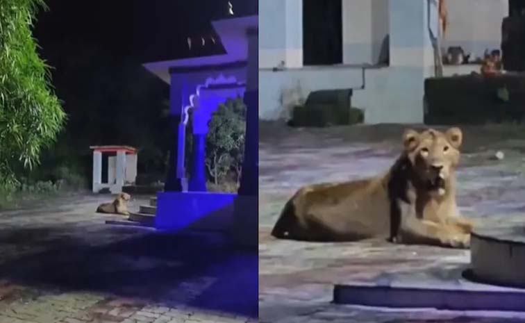 lion.jpg