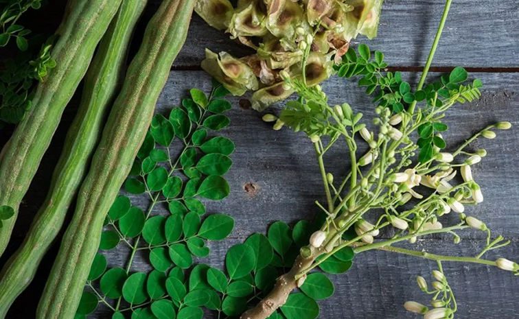 moringa_20oleifera.jpg