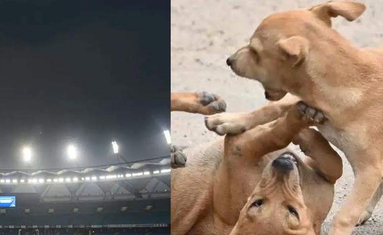 dogs-main.jpg
