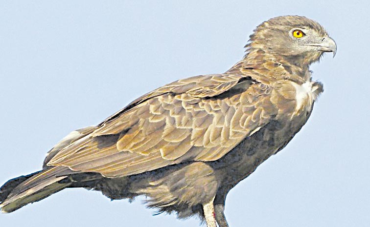 SNAKE-EAGLE.jpg