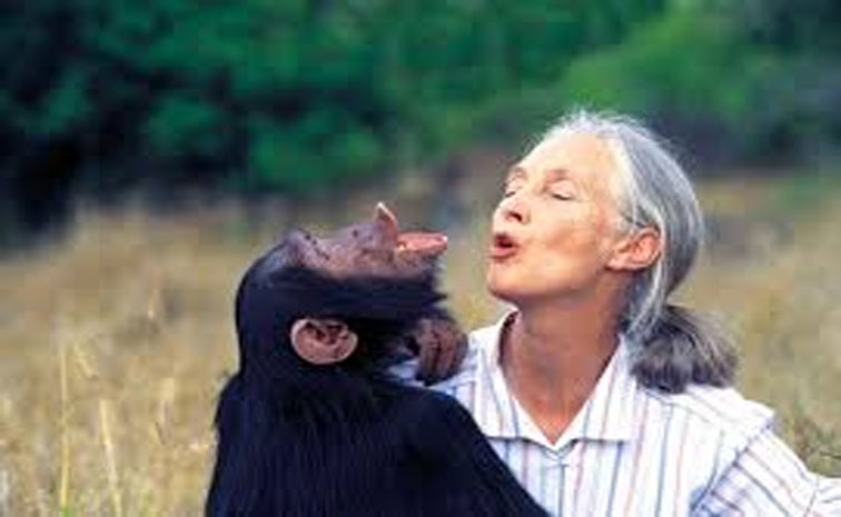 chimp.jpg